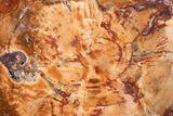 Wide, Brilliant Red Petrified Wood Table - Junggar Basin, China #202315-4